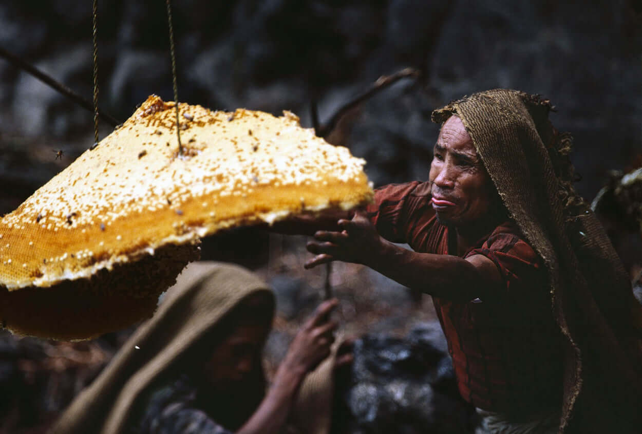 Fresh wild honeycomb being passed by a honey hunter during traditional Mad honey Hunting in Nepal
