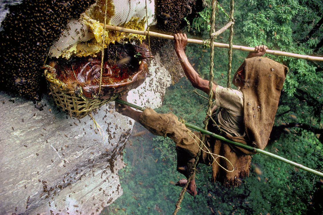 Mad Honey hunter hanging in the ladder to hunt the bee hive in Himalayan Region Nepal