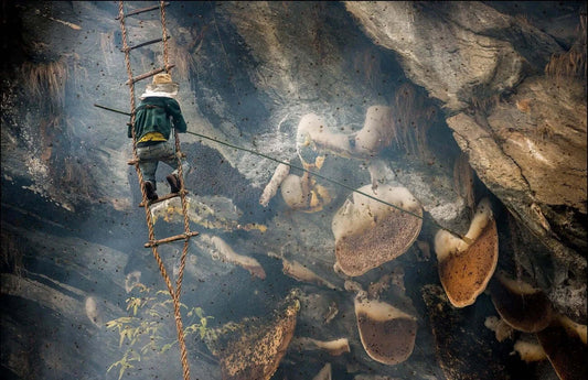 Honey hunter in rope ladder to harvest mad honey