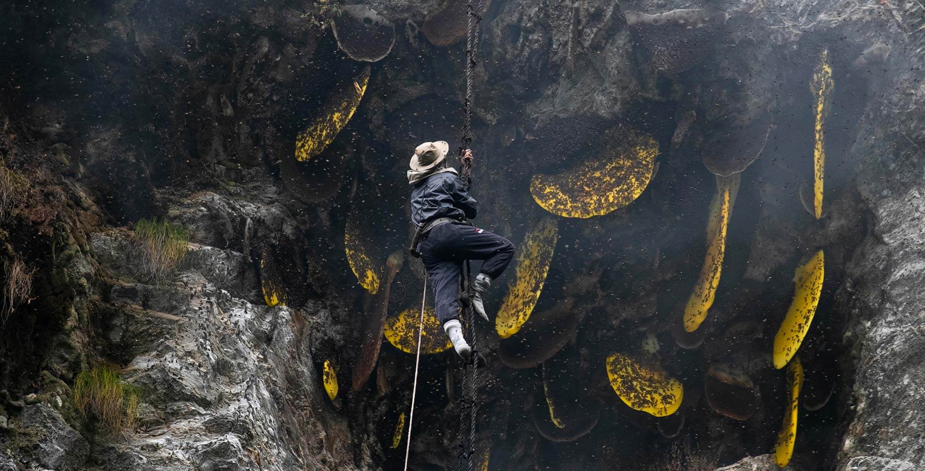 Hunter hanging in bamboo rope to hunt Mad Honey hives in cliff